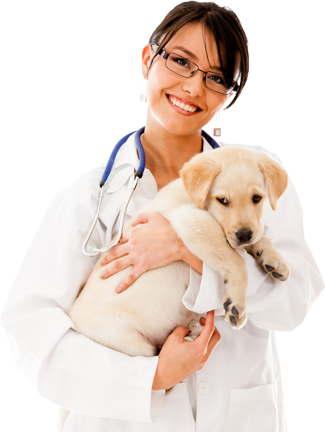 Vet Holding a Little Puppy